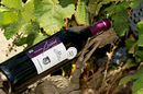 Domaine du Petit Chaumont Aigues Mortes produit des vins des sables  (® networld-fabrice chort)