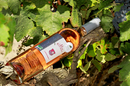 Domaine du Petit Chaumont Aigues Mortes produit des vins Gris de gris (® networld-fabrice chort)