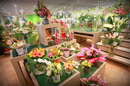 Le Jardin des Fleurs Nîmes propose des bouquets de fleurs, des plantes pour orner son intérieur ou à offrir (® networld-fabrice chort)